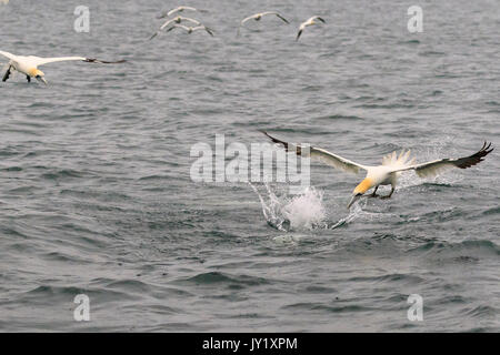 Sule lottando per i pesci nel mare Foto Stock