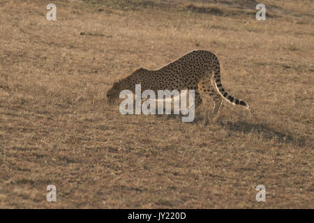 Ghepardo femmina a piedi nel Masai Mara Game Reserve in Kenya Foto Stock