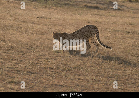 Ghepardo femmina a piedi nel Masai Mara Game Reserve in Kenya Foto Stock