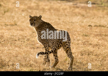 Ghepardo femmina a piedi nel Masai Mara Game Reserve in Kenya Foto Stock