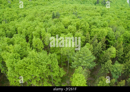 Vista sul bosco di latifoglie nel maggio Foto Stock