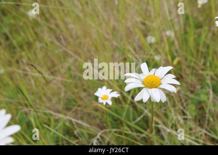 Wild Daisy in un campo Foto Stock