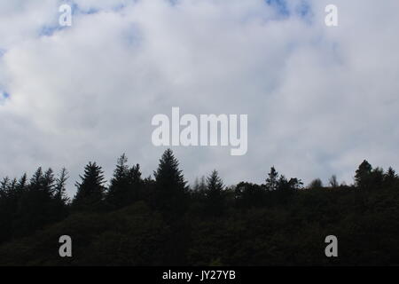 Silhouette di alberi contro il cielo Foto Stock