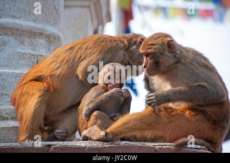 Le scimmie a Swayambhunath tempio nella valle di Kathmandu, Nepal. Foto Stock