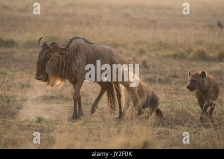 Avvistato hyaenas (Crocuta crocuta) attaccare, disemboweling e uccidere un GNU (GNU, Connochaetes taurinus) nel Masai Mara in Kenya Foto Stock