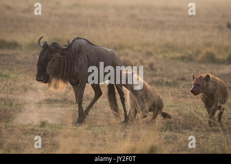 Avvistato hyaenas (Crocuta crocuta) attaccare, disemboweling e uccidere un GNU (GNU, Connochaetes taurinus) nel Masai Mara in Kenya Foto Stock