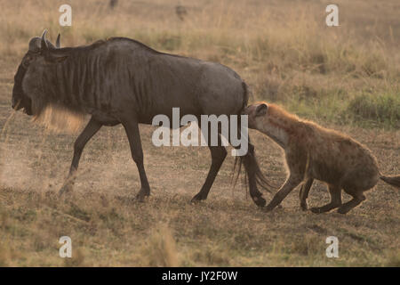 Avvistato hyaenas (Crocuta crocuta) attaccare, disemboweling e uccidere un GNU (GNU, Connochaetes taurinus) nel Masai Mara in Kenya Foto Stock