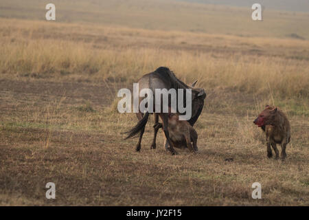 Avvistato hyaenas (Crocuta crocuta) attaccare, disemboweling e uccidere un GNU (GNU, Connochaetes taurinus) nel Masai Mara in Kenya Foto Stock