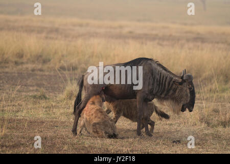 Avvistato hyaenas (Crocuta crocuta) attaccare, disemboweling e uccidere un GNU (GNU, Connochaetes taurinus) nel Masai Mara in Kenya Foto Stock