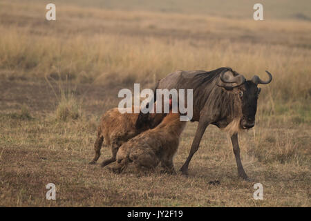 Avvistato hyaenas (Crocuta crocuta) attaccare, disemboweling e uccidere un GNU (GNU, Connochaetes taurinus) nel Masai Mara in Kenya Foto Stock