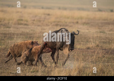 Avvistato hyaenas (Crocuta crocuta) attaccare, disemboweling e uccidere un GNU (GNU, Connochaetes taurinus) nel Masai Mara in Kenya Foto Stock