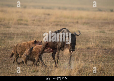 Avvistato hyaenas (Crocuta crocuta) attaccare, disemboweling e uccidere un GNU (GNU, Connochaetes taurinus) nel Masai Mara in Kenya Foto Stock