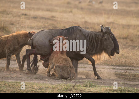 Avvistato hyaenas (Crocuta crocuta) attaccare, disemboweling e uccidere un GNU (GNU, Connochaetes taurinus) nel Masai Mara in Kenya Foto Stock