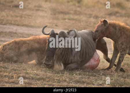 Avvistato hyaenas (Crocuta crocuta) attaccare, disemboweling e uccidere un GNU (GNU, Connochaetes taurinus) nel Masai Mara in Kenya Foto Stock