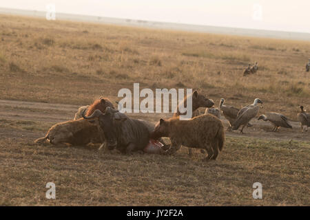 Avvistato hyaenas (Crocuta crocuta) attaccare, disemboweling e uccidere un GNU (GNU, Connochaetes taurinus) nel Masai Mara in Kenya Foto Stock