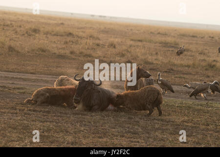 Avvistato hyaenas (Crocuta crocuta) attaccare, disemboweling e uccidere un GNU (GNU, Connochaetes taurinus) nel Masai Mara in Kenya Foto Stock