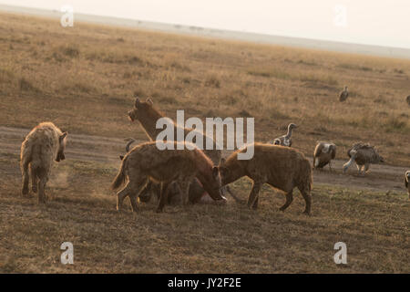 Avvistato hyaenas (Crocuta crocuta) attaccare, disemboweling e uccidere un GNU (GNU, Connochaetes taurinus) nel Masai Mara in Kenya Foto Stock