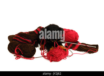 Un cattivo cucciolo di cane per ottenere nei guai. 2 mese fa yorkipoo (Yorkshire terrier/poodle croce). Foto Stock