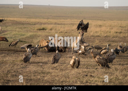 Spotted hyaena (Connochaetes taurinus) e dorso bianco gli avvoltoi su un recentemente ucciso gnu carcassa in Masai Mara Game Reserve in Kenya Foto Stock