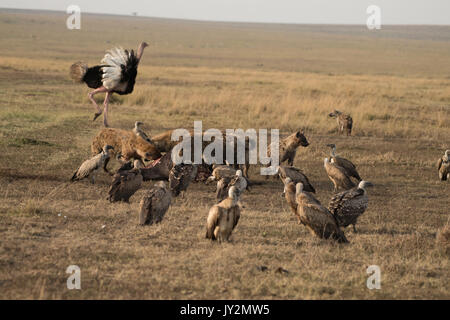 Spotted hyaena (Connochaetes taurinus) e dorso bianco gli avvoltoi su un recentemente ucciso gnu carcassa in Masai Mara Game Reserve in Kenya Foto Stock