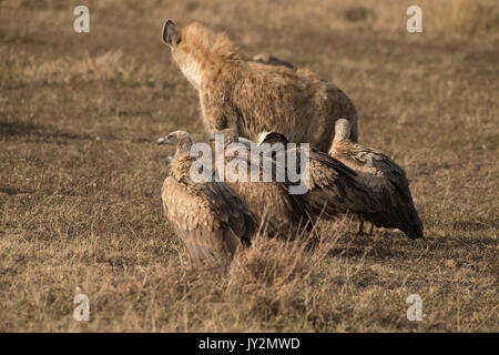 Spotted hyaena (Connochaetes taurinus) e dorso bianco gli avvoltoi su un recentemente ucciso gnu carcassa in Masai Mara Game Reserve in Kenya Foto Stock