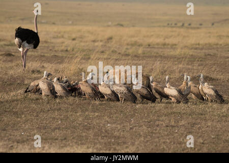 Spotted hyaena (Connochaetes taurinus) e dorso bianco gli avvoltoi su un recentemente ucciso gnu carcassa in Masai Mara Game Reserve in Kenya Foto Stock