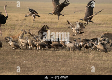 Spotted hyaena (Connochaetes taurinus) e dorso bianco gli avvoltoi su un recentemente ucciso gnu carcassa in Masai Mara Game Reserve in Kenya Foto Stock