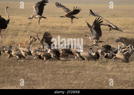 Spotted hyaena (Connochaetes taurinus) e dorso bianco gli avvoltoi su un recentemente ucciso gnu carcassa in Masai Mara Game Reserve in Kenya Foto Stock