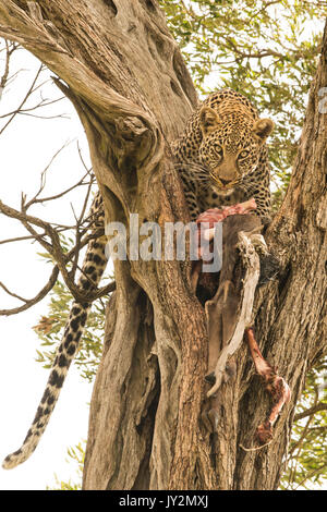 Giovane Maschio leopard nella struttura ad albero con kill nel Masai Mara Game Reserve in Kenya Foto Stock