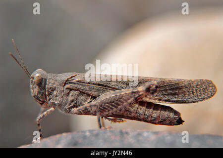 Trimerotropis ochraceipennis, especie de langosta común, que habita prácticamente en todos los lugares tanto rurales como urbanos; tomada con Tubos de Foto Stock