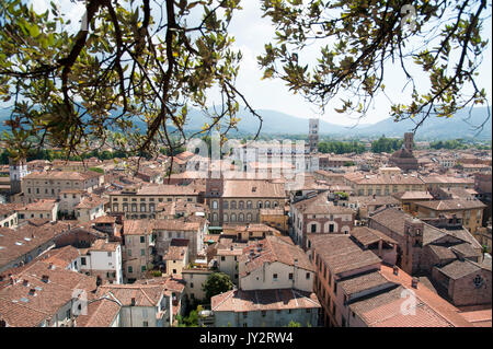 Cattedrale gotica di San Martino (Cattedrale di Lucca) visto dalla gotica Torre Guinigi (torre Guinigi) con querce a Lucca, Toscana, Italia. 3 agosto 2016 © Foto Stock