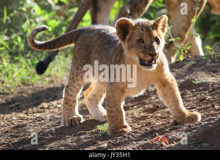 Carino Lion cub Foto Stock