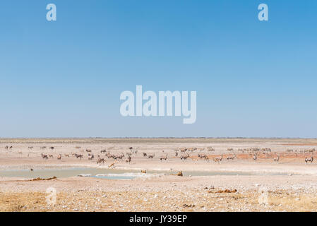 Due leonesse guardando oryx, Springbok e Burchells zebre a waterhole in Namibia settentrionale Foto Stock