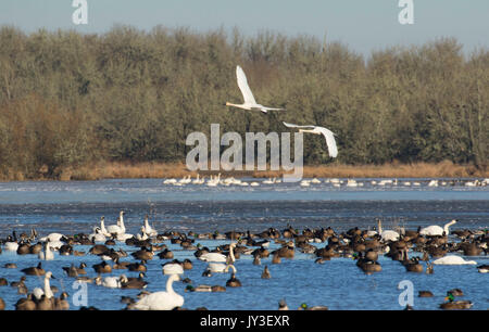 Oche del Canada (Branta canadensis) e tundra cigni a McFadden Marsh, William Finley National Wildlife Refuge, Oregon Foto Stock