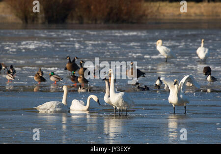 Oche del Canada (Branta canadensis) e tundra cigni a McFadden Marsh, William Finley National Wildlife Refuge, Oregon Foto Stock