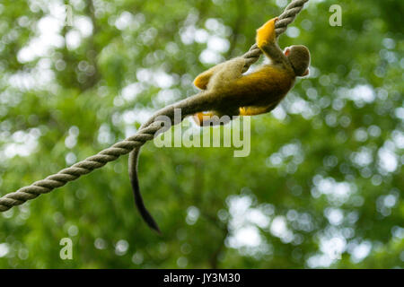 Comune di Scimmia di scoiattolo appeso a una fune Foto Stock
