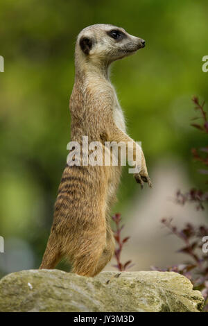 Meerkat in piedi su una roccia Foto Stock