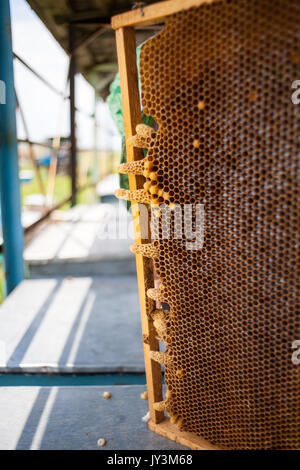 Regina della tazza o cella del pettine di cera dal miele delle api Foto Stock