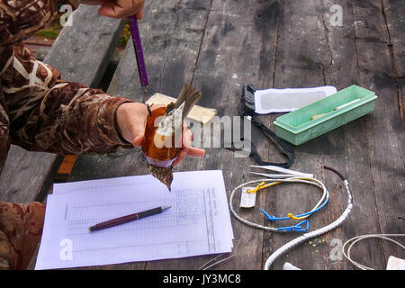 La Russia , Murmansk - 18 Settembre 2016: il campo della ricerca scientifica. Suoneria e morphometry uccelli come metodo per lo studio delle migrazioni e struttura della popolazione Foto Stock