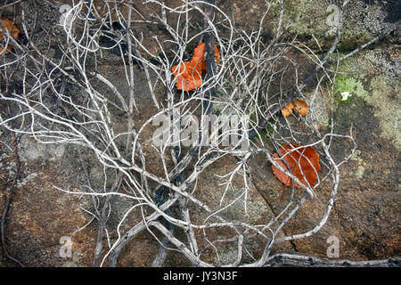 La morte delle piante, la deforestazione. In materia di inquinamento atmosferico e gli incendi nella foresta-tundra crowberry morì (incastro gambi secchi). Lapponia russa Foto Stock