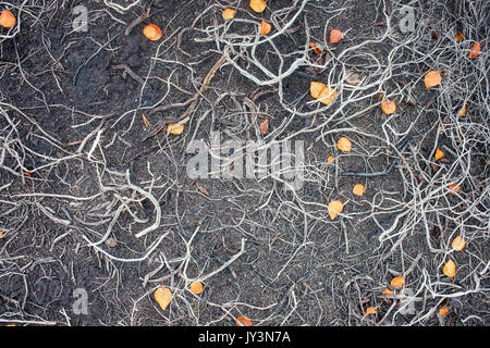 La morte delle piante, la deforestazione. In materia di inquinamento atmosferico e gli incendi nella foresta-tundra crowberry morì (impoverimento del suolo). Lapponia russa Foto Stock