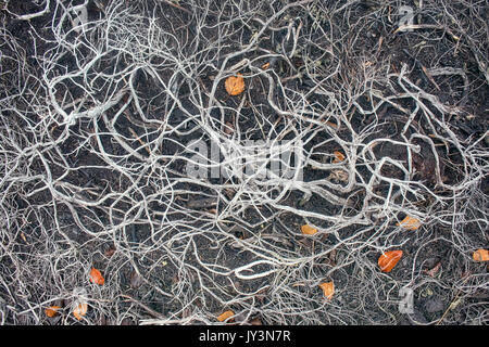 La morte delle piante, la deforestazione. In materia di inquinamento atmosferico e gli incendi nella foresta-tundra crowberry morì (incastro gambi secchi). Lapponia russa Foto Stock