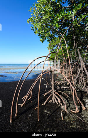 Radici aeree della foresta di mangrovie, Myall Beach, Cape Tribulation, Parco Nazionale Daintree, estremo Nord Queensland, FNQ, QLD, Australia Foto Stock