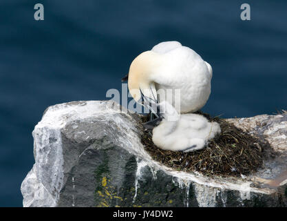 Sula bassana Foto Stock
