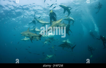 Vista subacquea di un gran numero di oceanic punte nere di squali, Aliwal Shoal, Sud Africa. Foto Stock