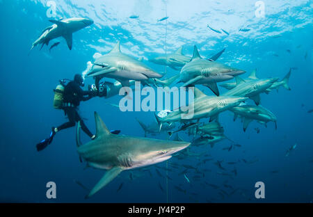 Vista subacquea di un gran numero di oceanic punte nere di squali, Aliwal Shoal, Sud Africa. Foto Stock