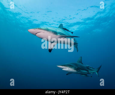 Vista subacquea oceanic punte nere di squali, Aliwal Shoal, Sud Africa. Foto Stock