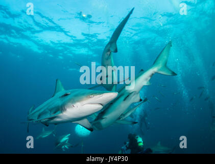 Vista subacquea di un gran numero di oceanic punte nere di squali, Aliwal Shoal, Sud Africa. Foto Stock