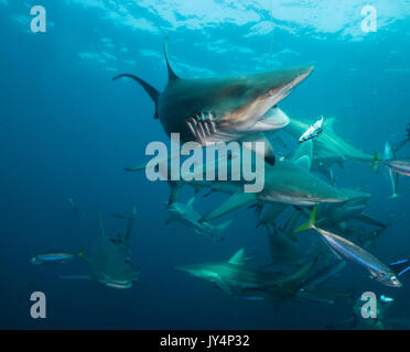 Vista subacquea di un gran numero di oceanic punte nere di squali, Aliwal Shoal, Sud Africa. Foto Stock