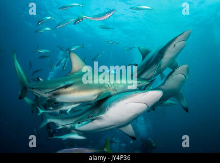 Vista subacquea di un gran numero di oceanic punte nere di squali, Aliwal Shoal, Sud Africa. Foto Stock